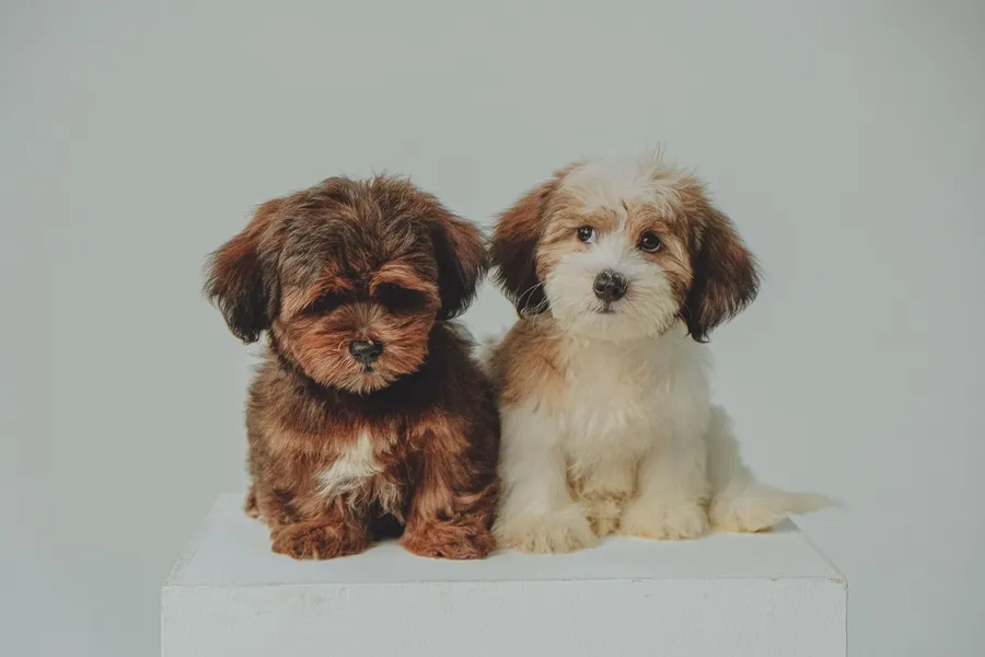 Two fluffy puppies sitting side by side on a white block